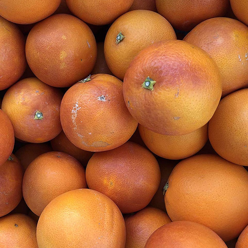 楽天市場】ブラッドオレンジ 苗木 【タロッコ】 3年生接木大苗 産地で