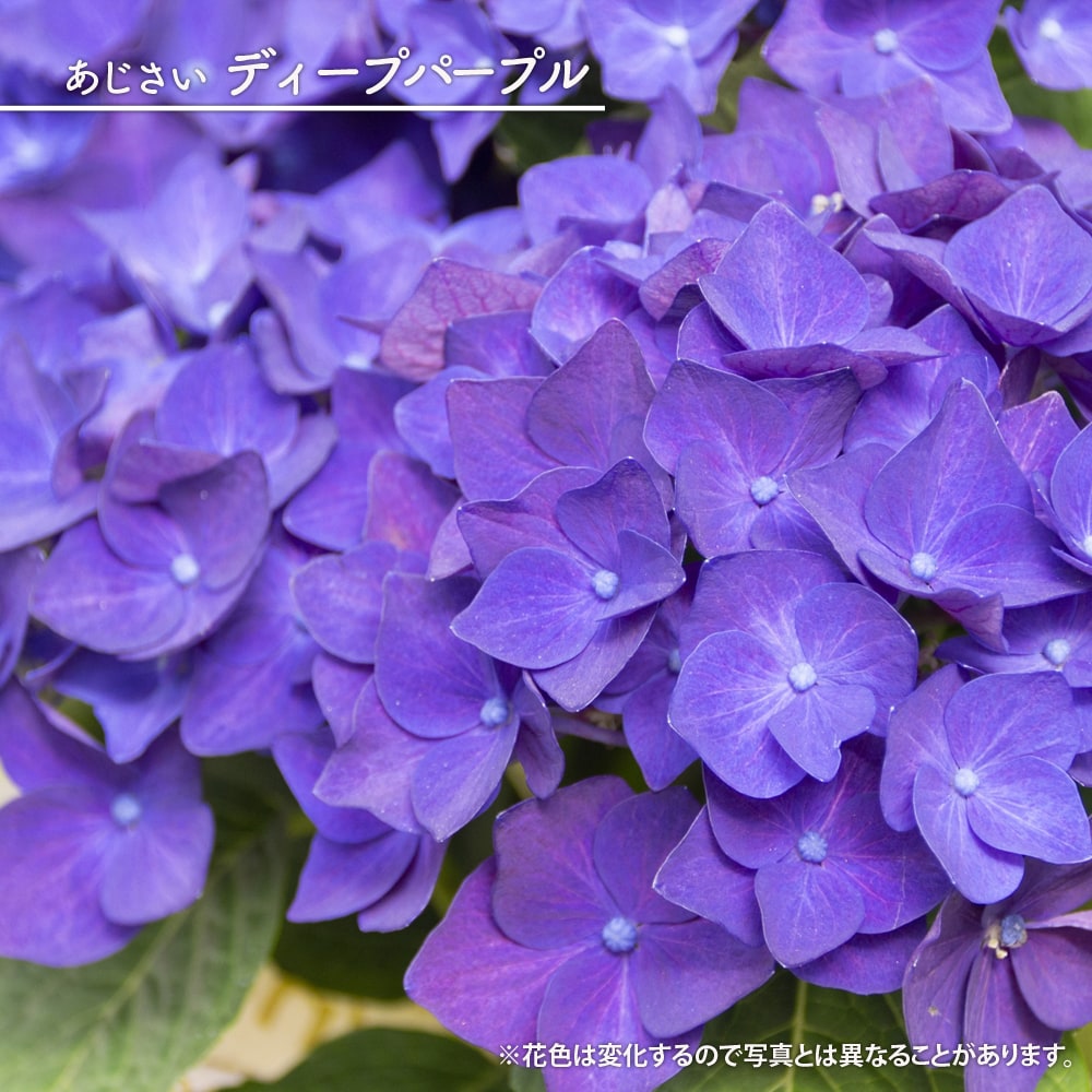 楽天市場】紫陽花 あじさい 【ディープパープル】 5号ポット苗 : 苗木