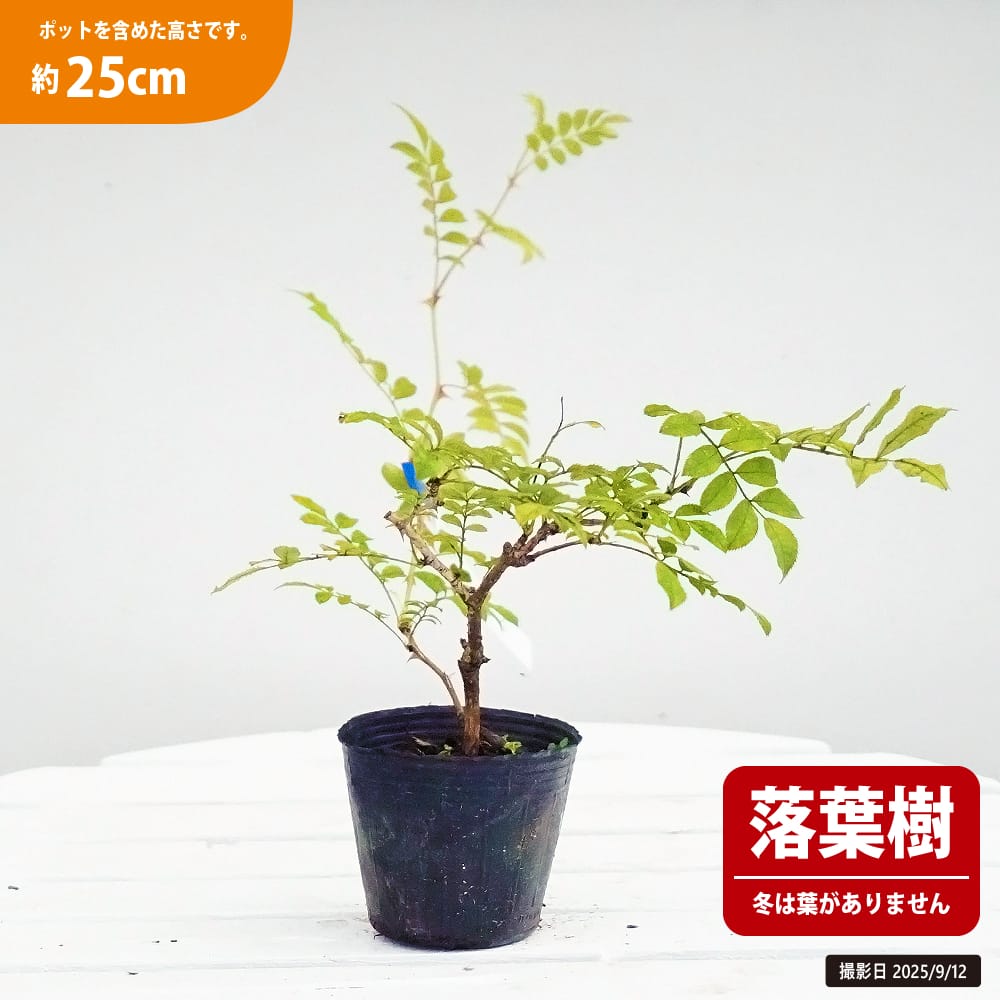 楽天市場】箱根サンショウバラ 【日輪】 3号ポット苗 【ハナヒロ