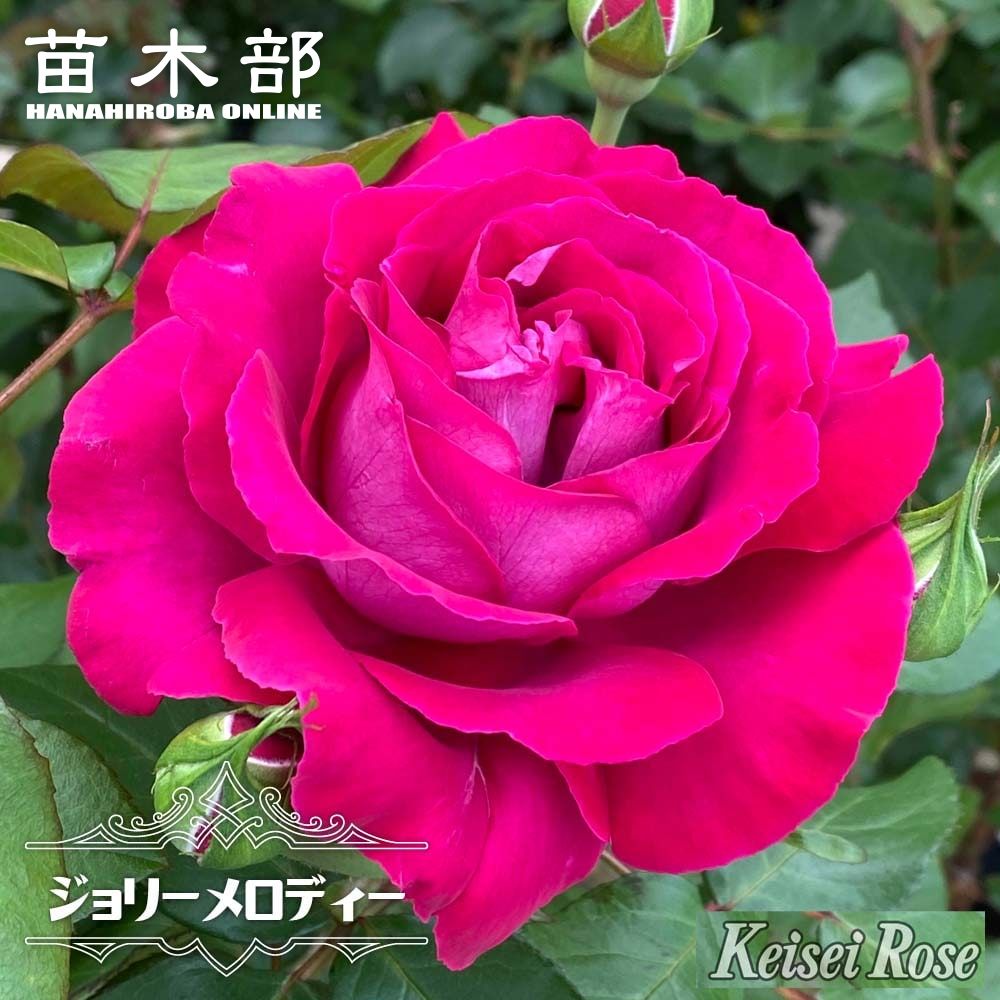 楽天市場】四季咲きバラ苗 【ディジリー】 2年生大苗 登録品種・品種