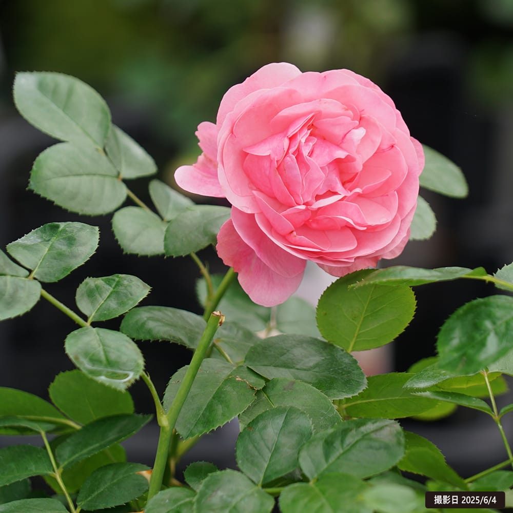 楽天市場】つるバラ 【レオナルドダビンチ】 3年生大苗 つるバラ