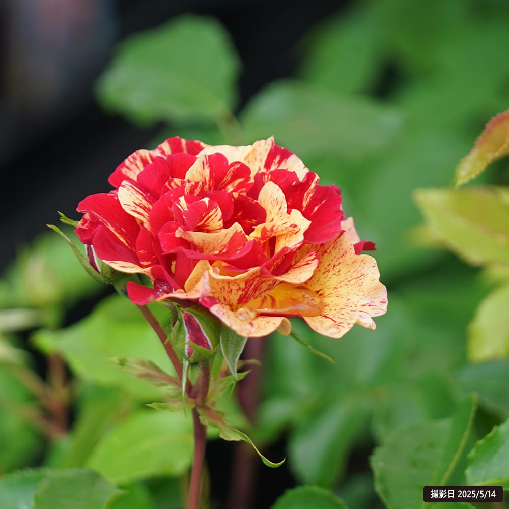 楽天市場】半つるバラ 【エドガードガ】 2年生大苗 : 苗木部 by 花