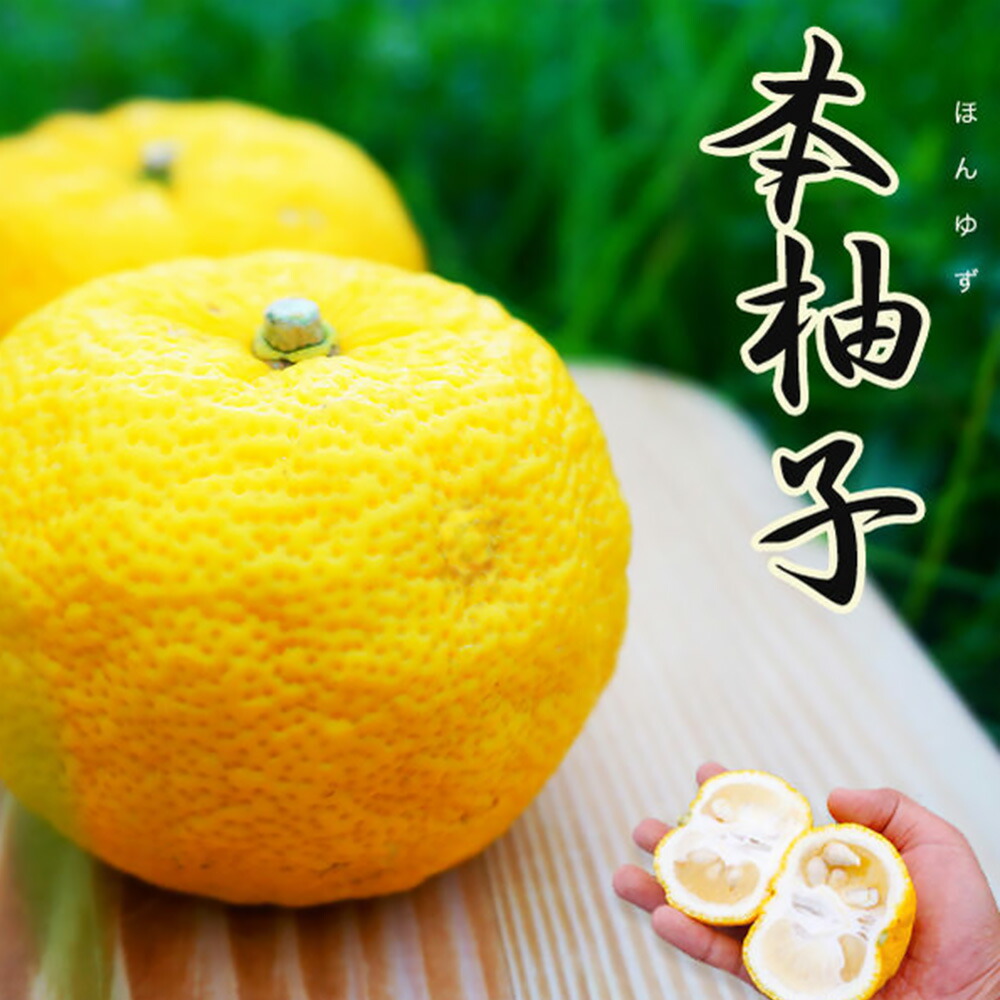 楽天市場】柚子 苗木 【本柚子 （木頭ゆず）】 2年生接木苗 : 苗木部