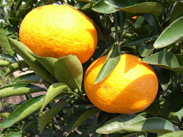 楽天市場】【甘夏】 3年生接木大苗 なつみかん 【産地で剪定済 1.0m苗