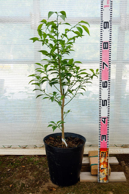 楽天市場】楽天スーパーセール対象商品 みかん 苗木 【田口早生温州