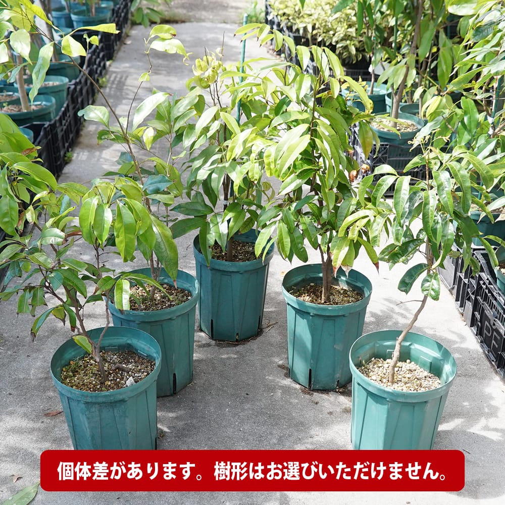 楽天市場】ライチ 【ジャカパット】 8号ポット大苗 : 苗木部 by 花