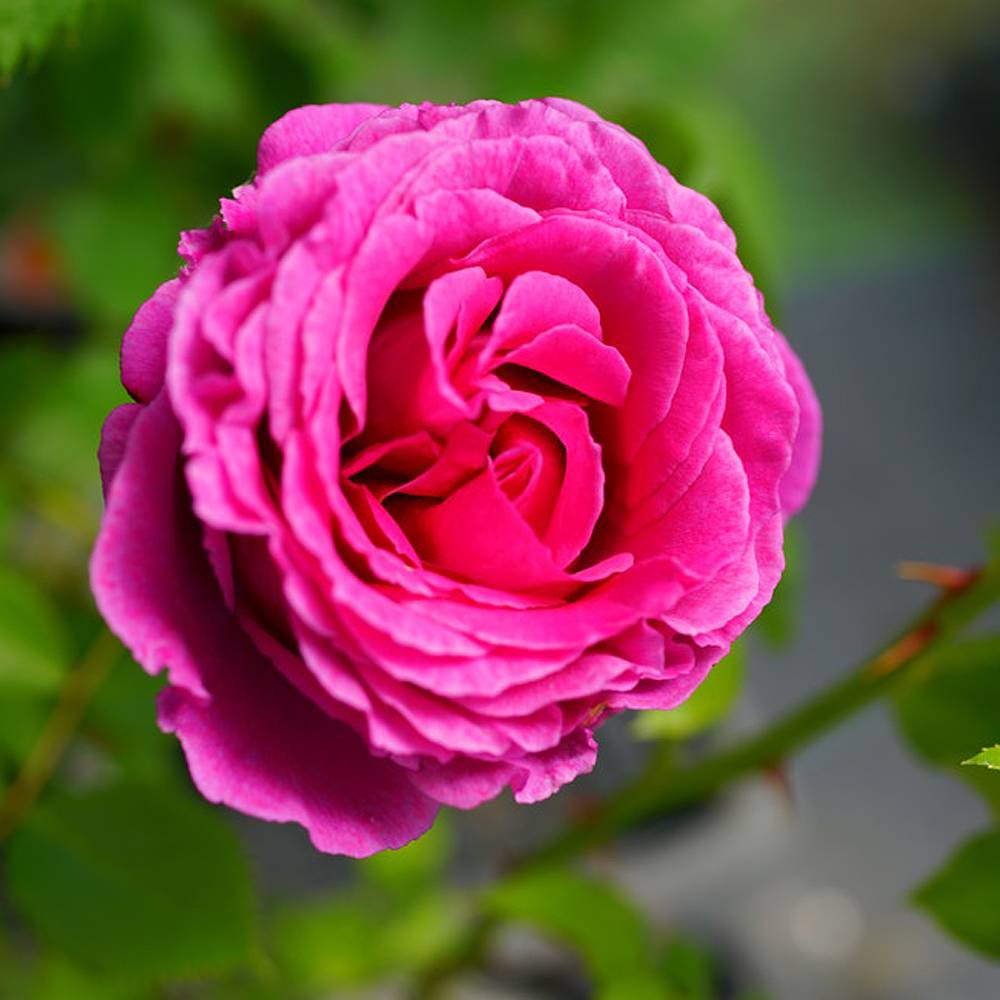 楽天市場】【バラ苗】 センティッドエアー 大苗 木立バラ FL 【京成