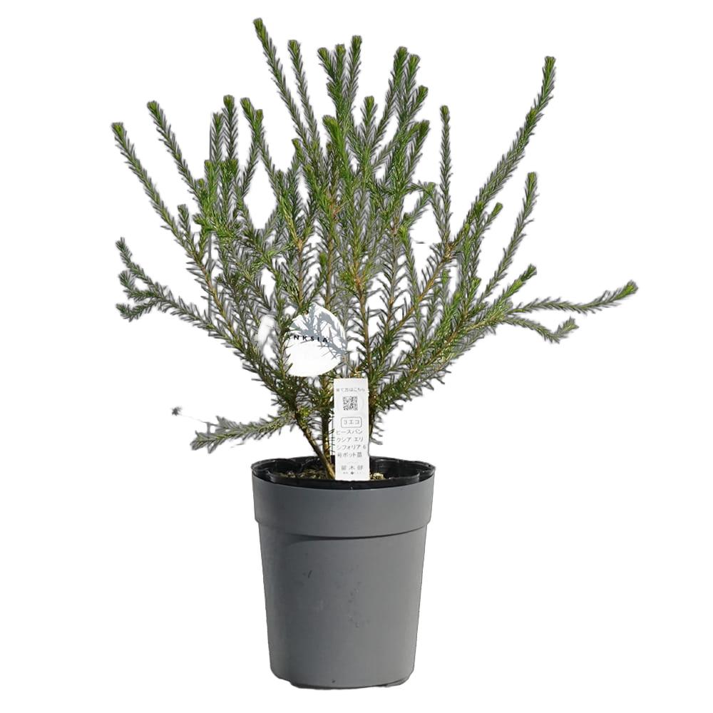 楽天市場】ヒースバンクシア・エリシフォリア 5号ポット苗 : 苗木部