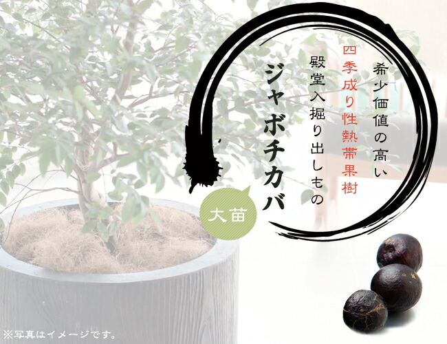 楽天市場】四季成り ジャボチカバ 実生 ポット苗 沖縄県産 : 苗木部