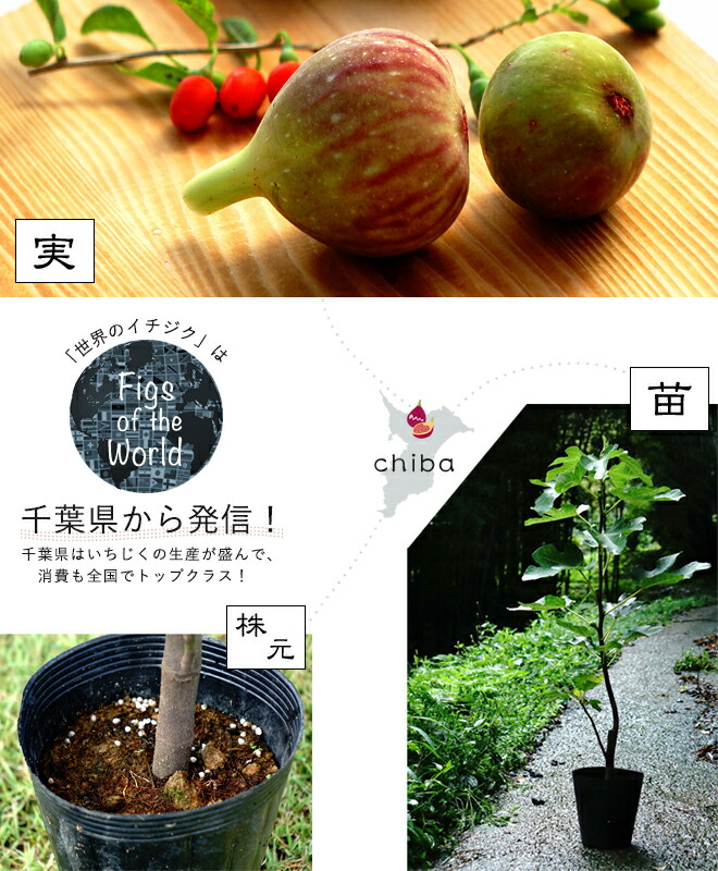 楽天市場】いちじく 【ブラックイスキア】 1年生挿木苗 : 苗木部 by