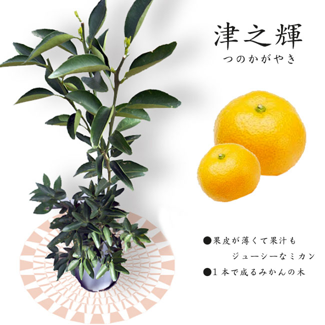楽天市場】みかん 苗木 【津之輝】 3年生接木大苗 【産地で剪定済 1.1m