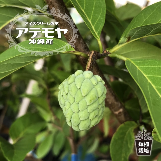 楽天市場】アテモヤ 接木 1年生 4.5号ポット苗 沖縄県産 品種不明