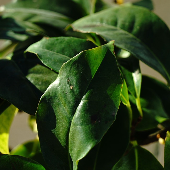 楽天市場】美男カズラ （ビナンカズラ） ポット苗 : 苗木部 by 花