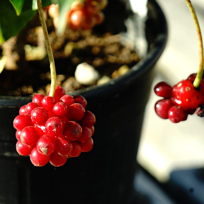 楽天市場】美男カズラ （ビナンカズラ） ポット苗 : 苗木部 by 花