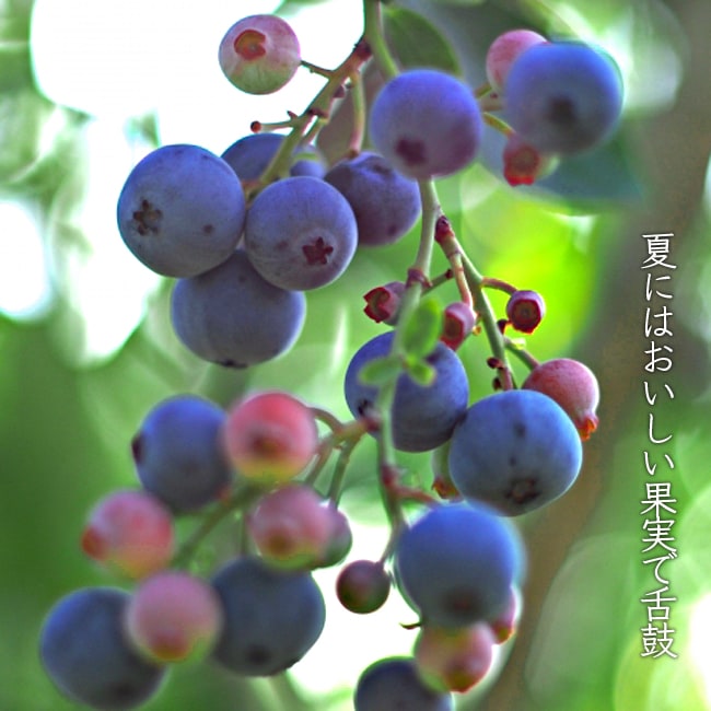 楽天市場】【ブリジッタ】 ノーザンハイブッシュ系 2年生接木苗