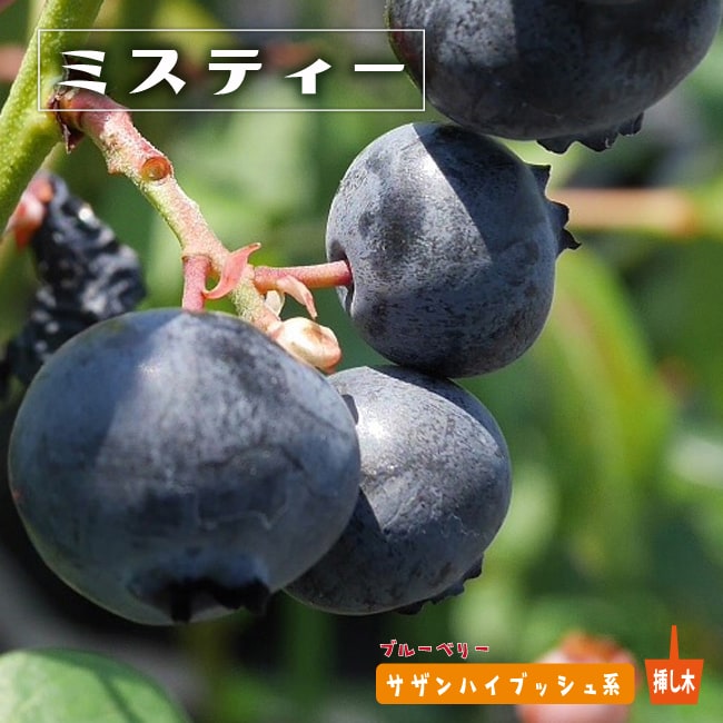 楽天市場】【ミスティー】 サザンハイブッシュ系 2年生挿木苗