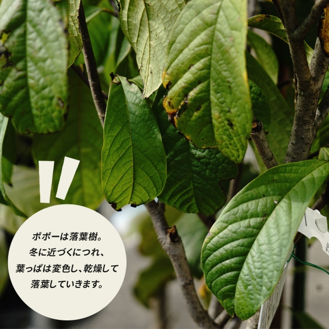 楽天市場】ポポー 苗木 【実生雑種】 4年生実生大苗 【大型宅配便