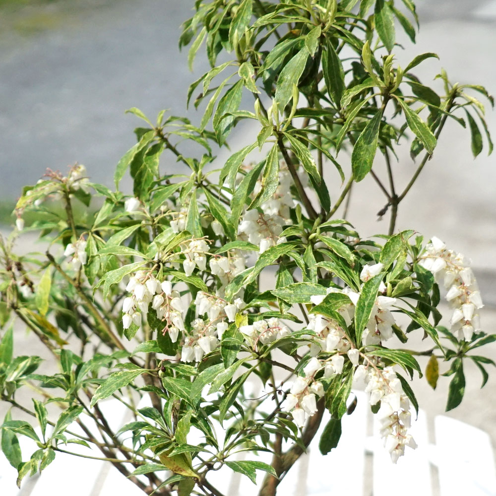 楽天市場】【斑入りアセビ】 根巻き または ポット苗 : 苗木部 by 花