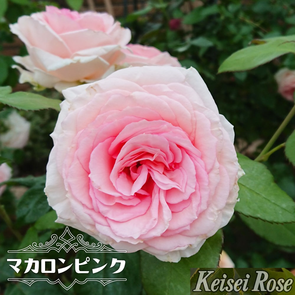 楽天市場】つるバラ 【マカロン ピンク】 2年生大苗 登録品種・品種