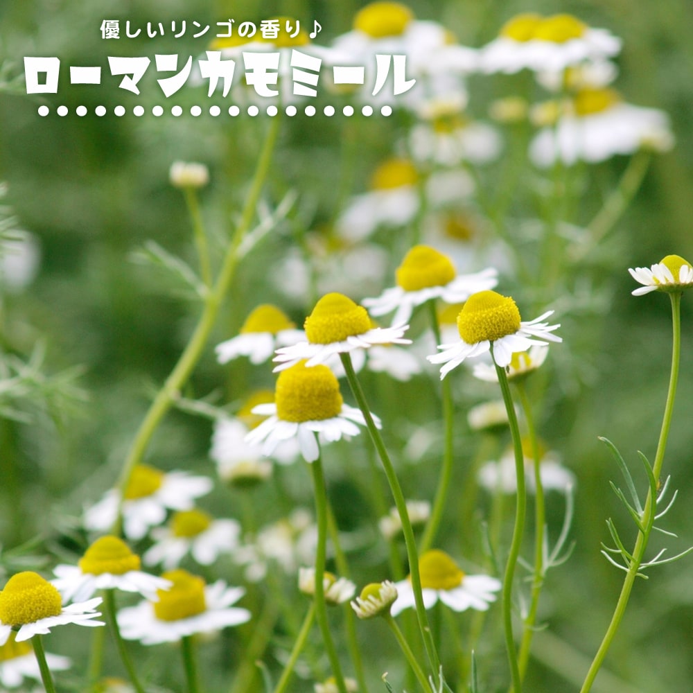 楽天市場】ローマンカモミールの通販