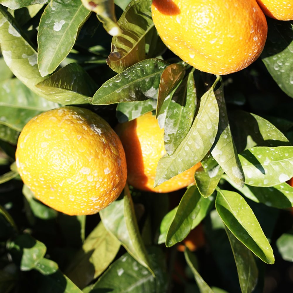 楽天市場】楽天スーパーセール対象商品 みかん 苗木 【田口早生温州