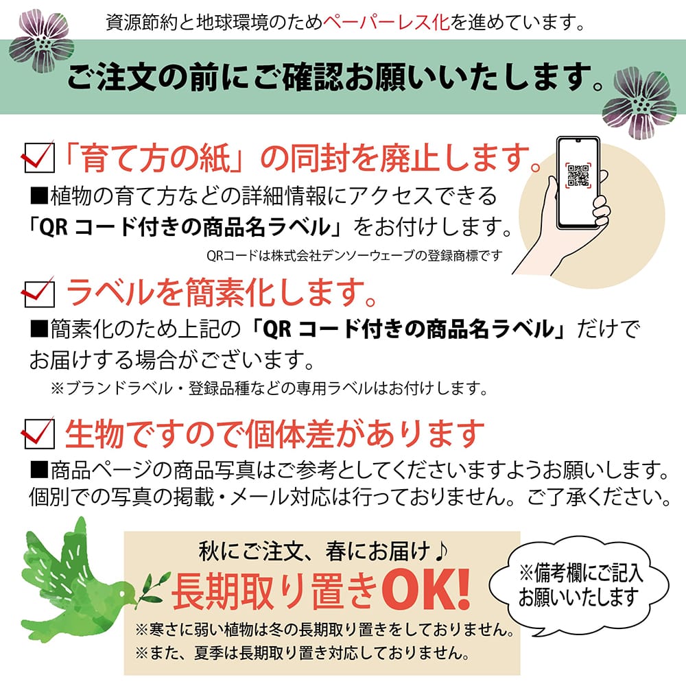 楽天市場】みかん 苗木 【デコポン 不知火】 3年生接木大苗 【産地で