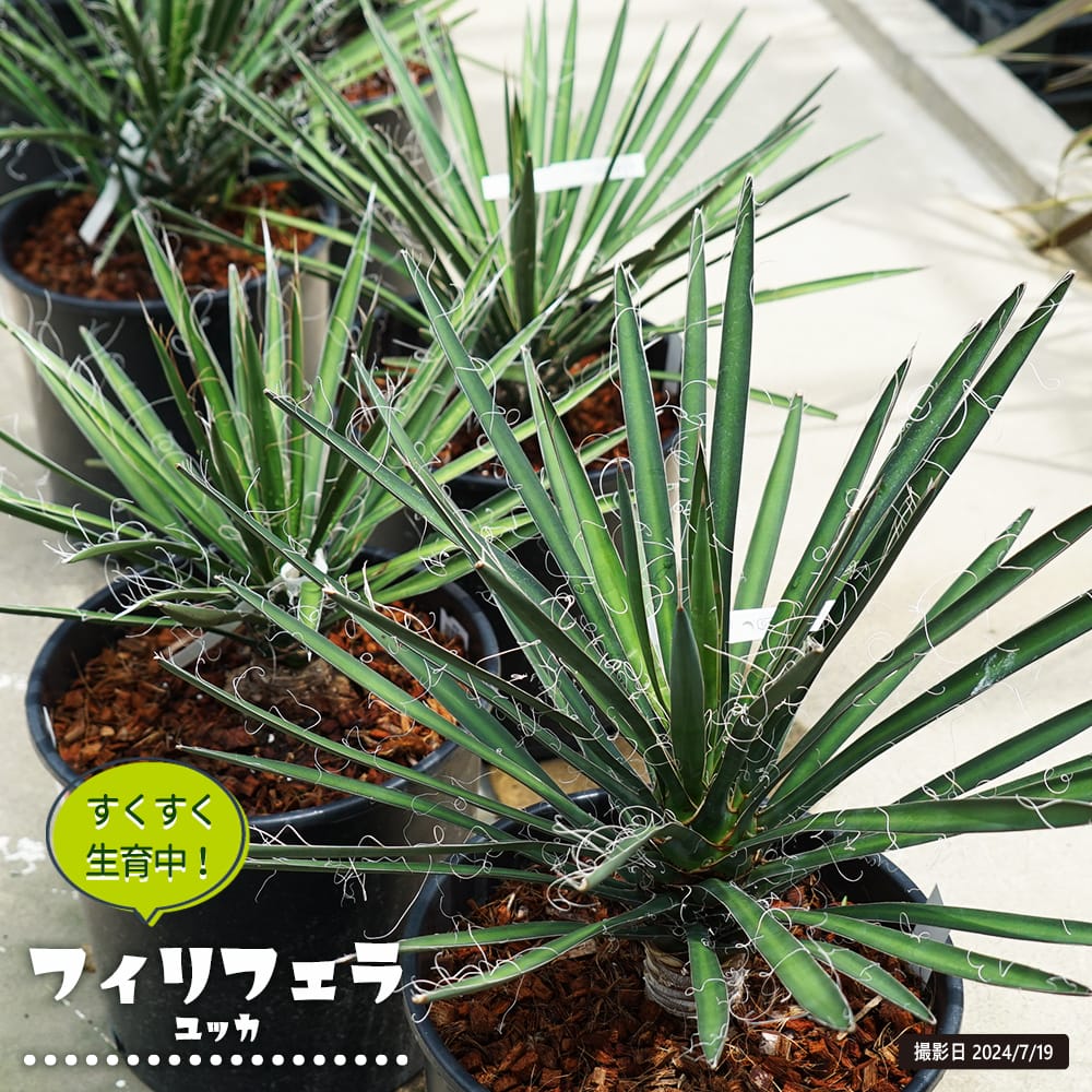 楽天市場】【フィリフェラ】ユッカ ナーセリーポット大苗 耐寒性南欧風