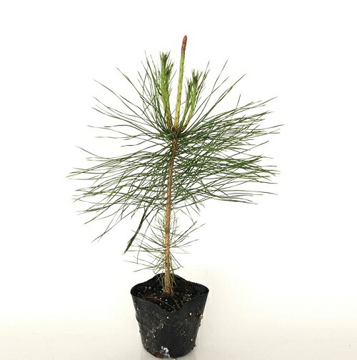 楽天市場】【3本セット】「アカマツ（赤松）」 苗木 0.3m程度