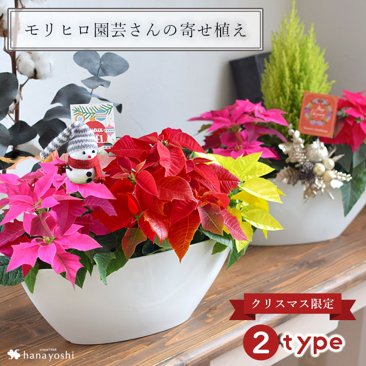 楽天市場】寄せ植え ポインセチア コニファー モリヒロ園芸さんの