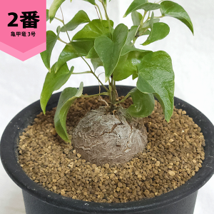 観葉植物 亀甲竜」の人気商品一覧 | 安い商品を通販サイトから探す