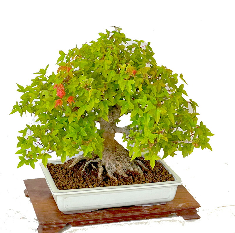 楽天市場】盆栽 楓 かえで 樹齢50年 一点もの 現品お届け 無料