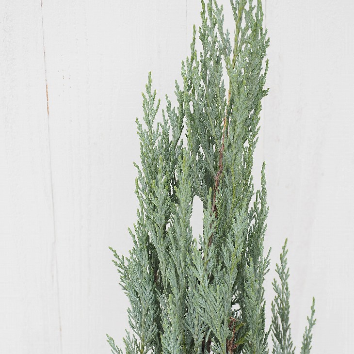 楽天市場】コニファー 苗 【ムーングロウ （直立性）】 約0.5m 5号