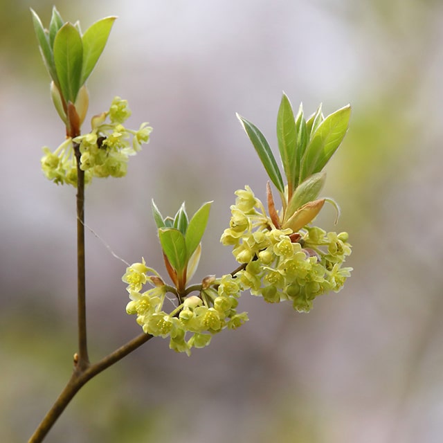 楽天市場】クロモジ 苗 【黒文字 （くろもじ）】 約1.7m 株立ち 根巻き