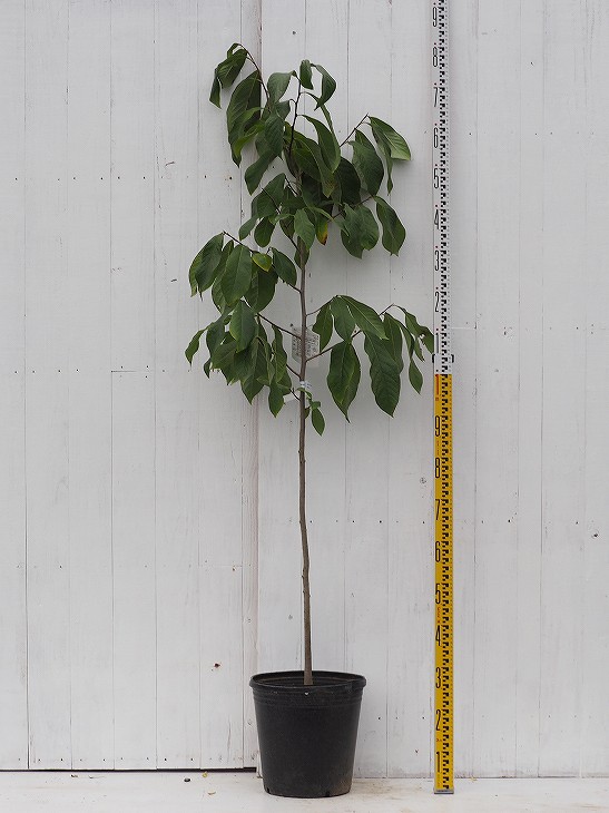 楽天市場】ポポー苗木 【実生苗（在来種）】 5年生 実生苗 ポット植え