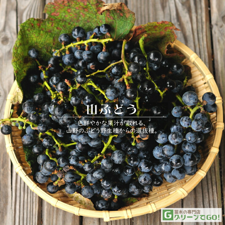 楽天市場】山ぶどうの蔓の通販