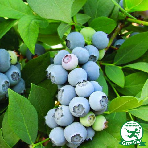 楽天市場】ブルーベリー 苗 【 チャンドラー （ノーザンハイブッシュ系