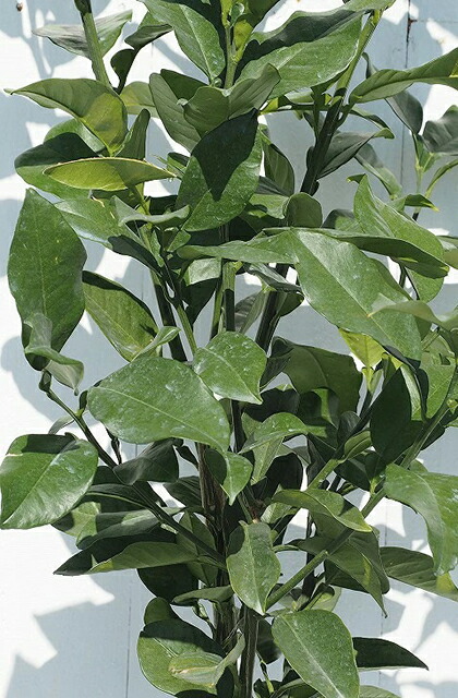 楽天市場】◇送料無料◇ オレンジ 苗木 【はるか】 3年生 接ぎ木 約1.0