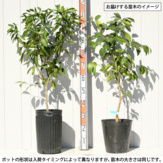 楽天市場】ライム 苗 【ファンタジー（R）ライミーハーフ】 3年生