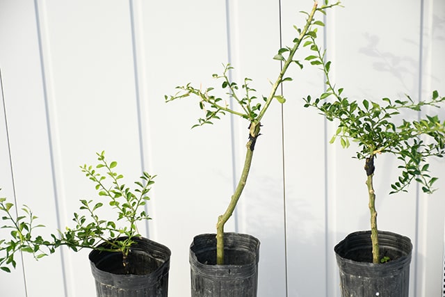 楽天市場】フィンガー ライム 苗 【フィンガーライム グリーン