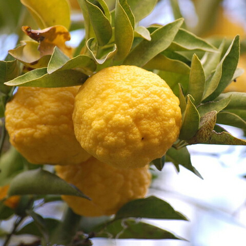 楽天市場】ゆず 苗 【花柚子 （ハナユズ）】 3年生 接ぎ木 約1.0m 大苗