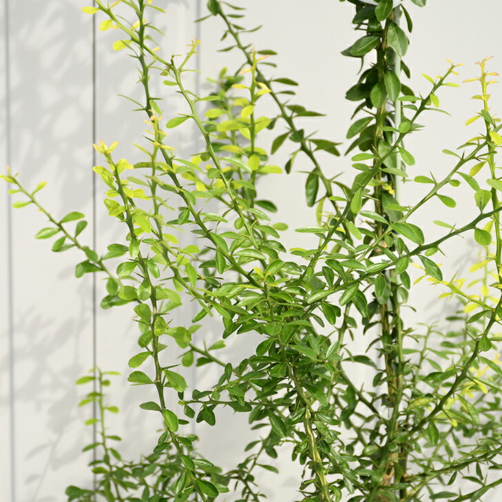 楽天市場】◇送料無料◇ フィンガー ライム 苗 【フィンガーライム