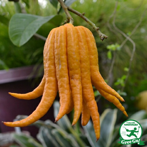 楽天市場】みかん 苗木 【 仏手柑 （ぶっしゅかん） 】 1年生 接ぎ木