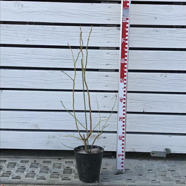 楽天市場】ブルーベリー 苗 【シャープブルー （サザンハイブッシュ系