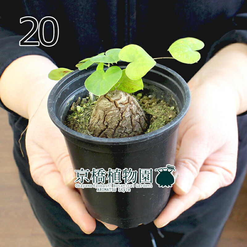 楽天市場】【25日はP5倍！】【現品】アフリカ亀甲竜 3号 黒鉢（16〜20