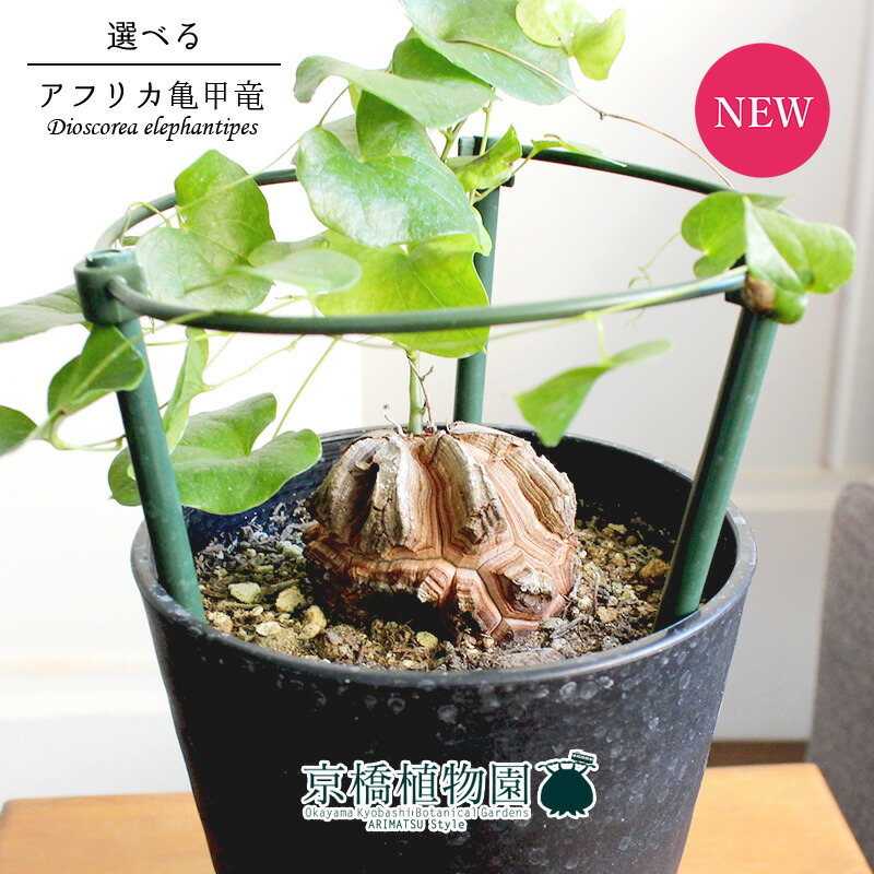 楽天市場】【現品】アフリカ亀甲竜 4号（5〜8）【選べる観葉植物
