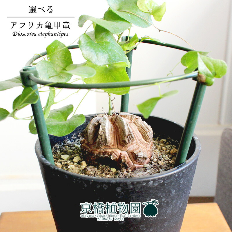 楽天市場】【現品】アフリカ亀甲竜 4号（5〜8）【選べる観葉植物