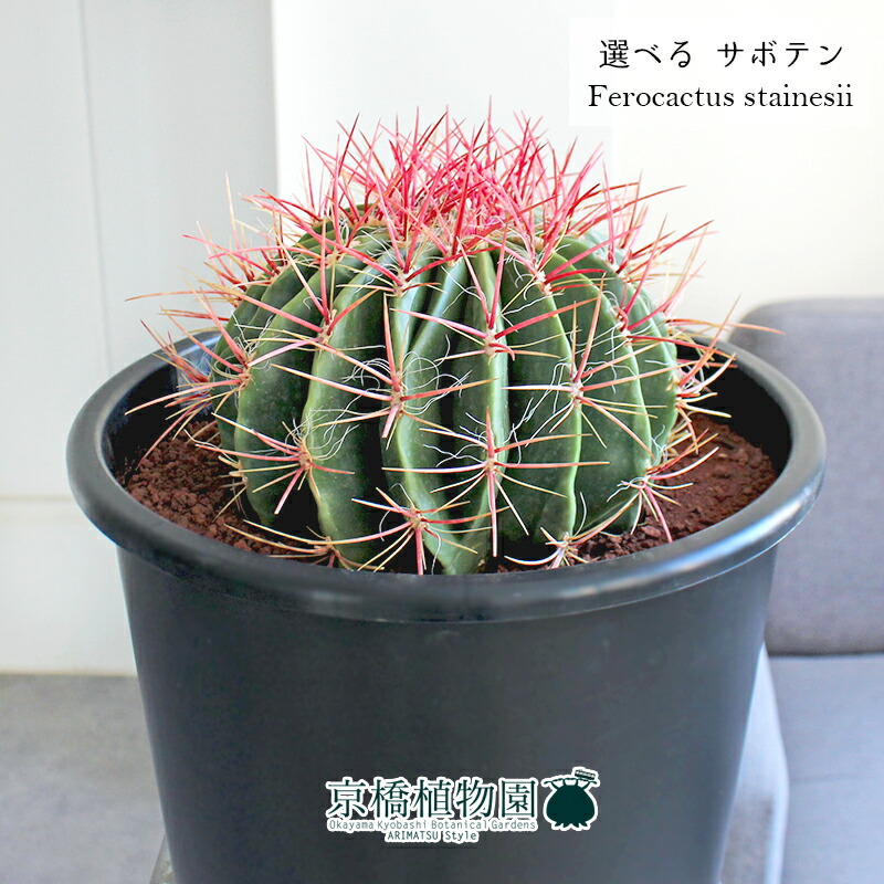 楽天市場】【現品】サボテン 赤鳳（セキホウ） 8号 黒鉢【選べる観葉
