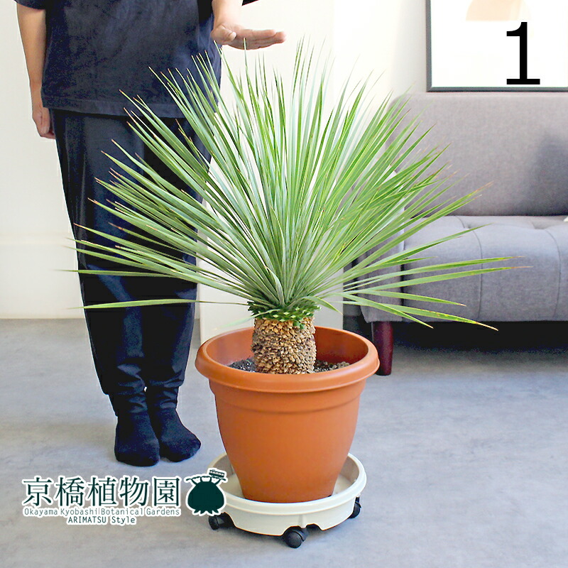 楽天市場】【現品】ユッカ・ロストラータ 10号 茶鉢【選べる観葉植物