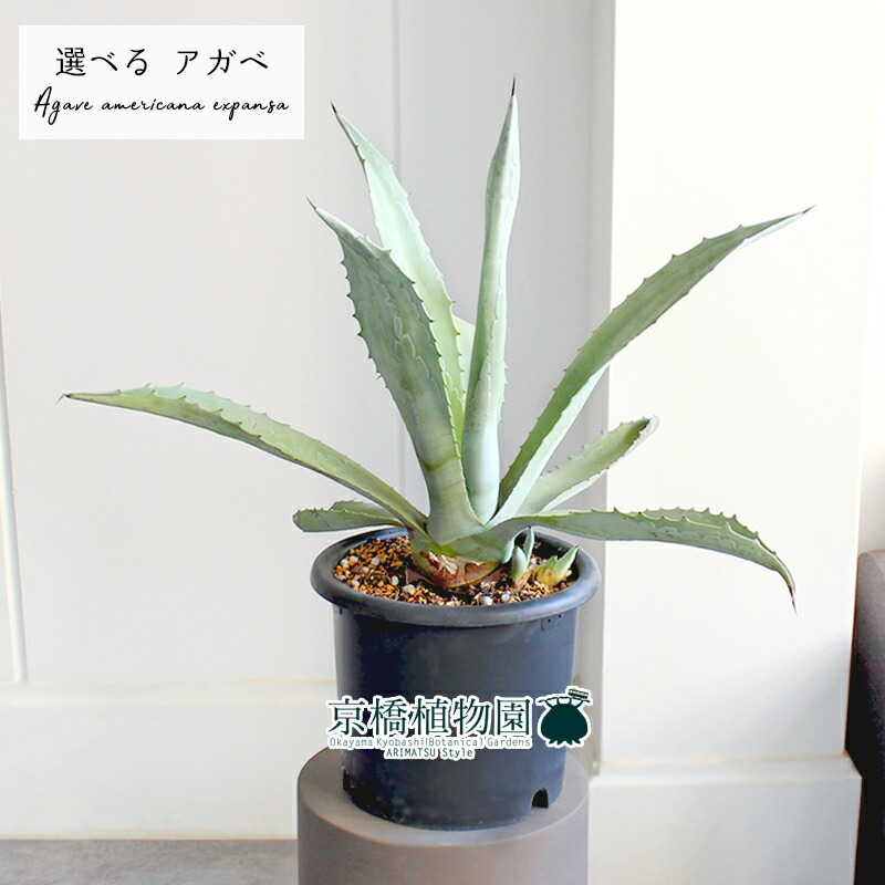 楽天市場】【現品】アガベ・アメリカーナ・エクスパンサ 8号 黒鉢（5