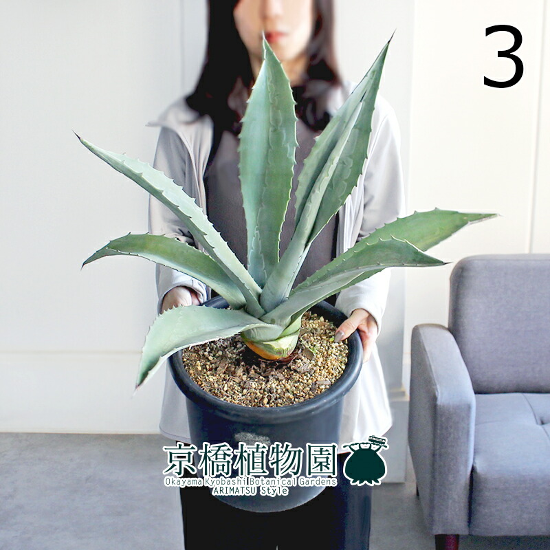 楽天市場】【25日はP5倍！】【現品】アガベ・アメリカーナ